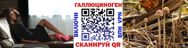 Псилоцибиновые грибы Psilocybine cubensis  OMG вход  Кадников 